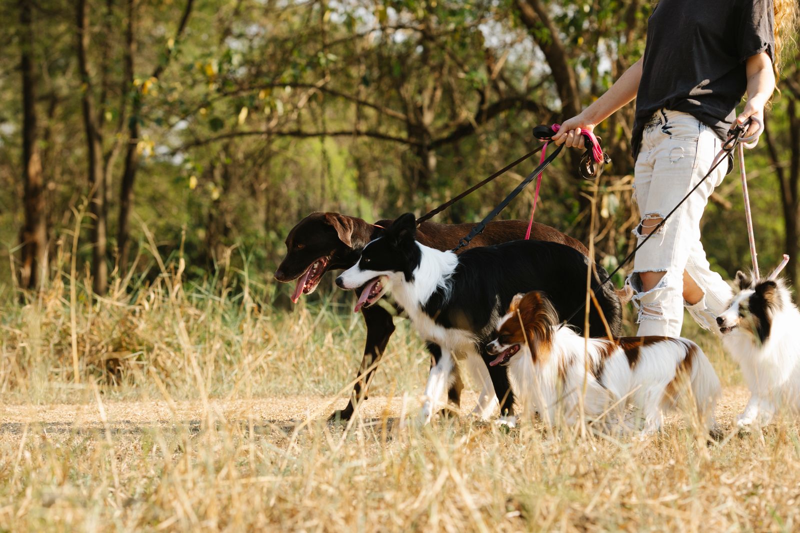 Dogs enjoying a small group walk on a woodland path near Solihull