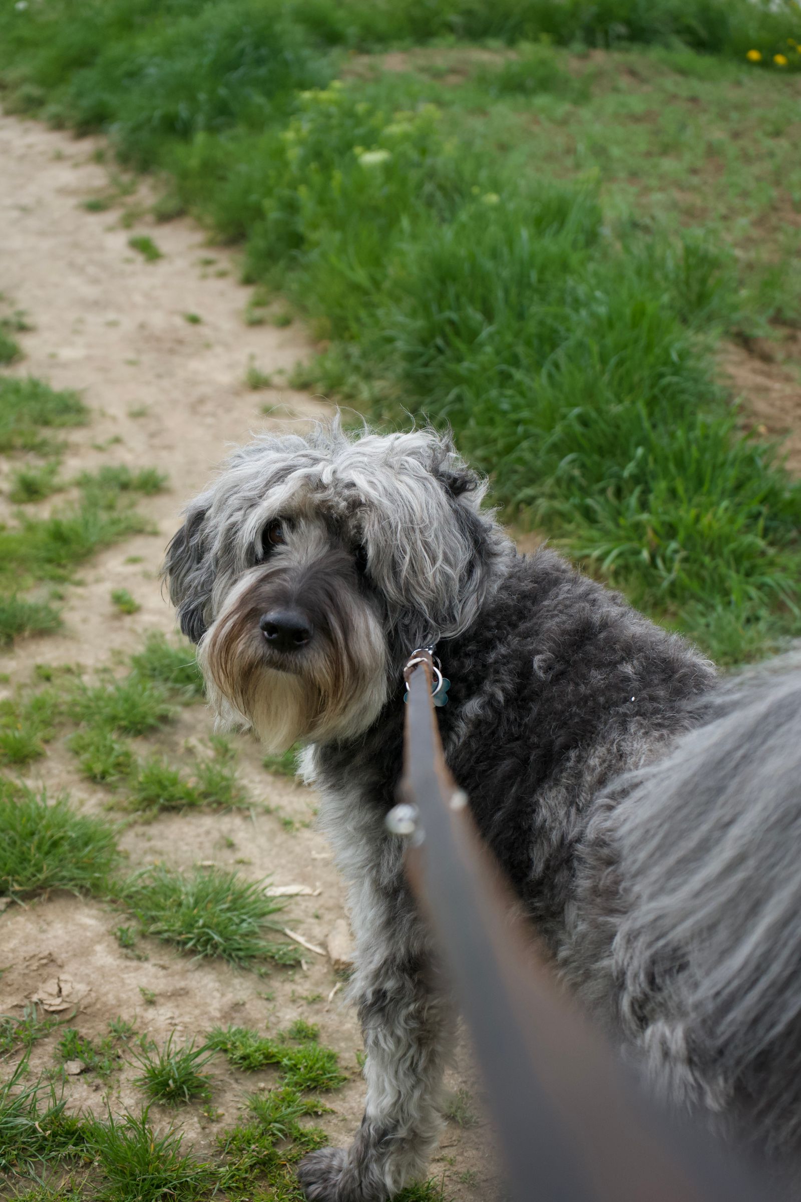 A dog enjoying an individual countryside walk in Solihull